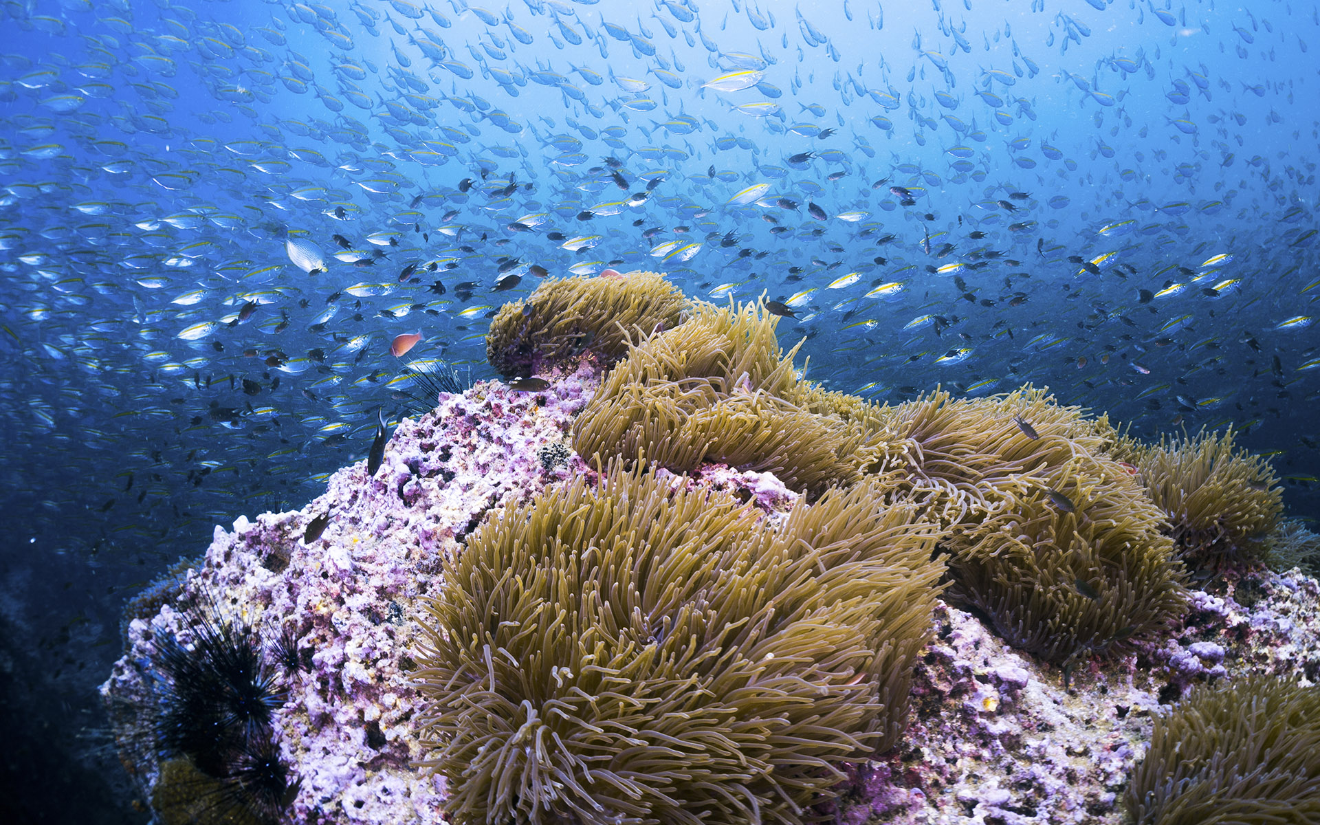 Ảnh minh hoạ hệ sinh thái biển của Indonesia