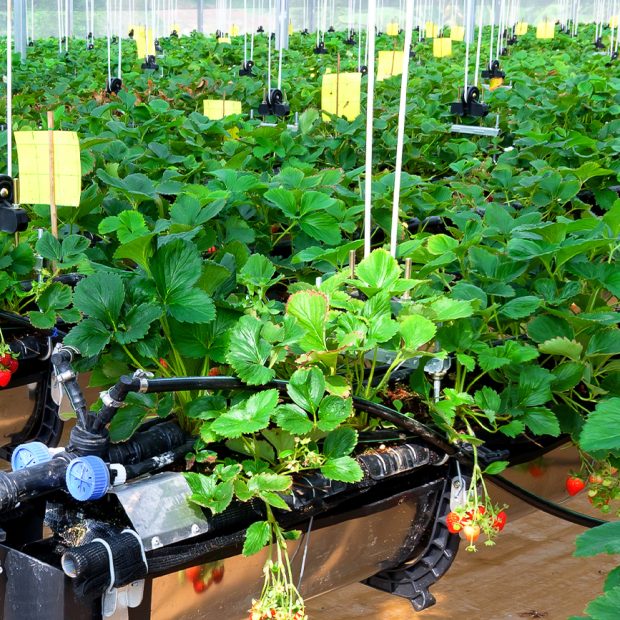 Tác động Kinh tế – Môi trường – Xã hội và bài học kinh nghiệm từ mô hình nông nghiệp tuần hoàn cho doanh nghiệp