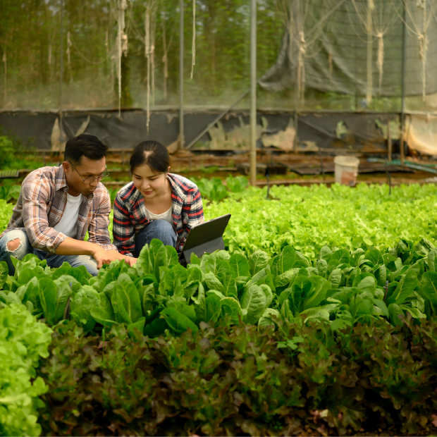 Phân tích dữ liệu trong nông nghiệp: Bắt đầu từ quyết định nào để giảm hao hụt và tăng giá trị đầu ra?