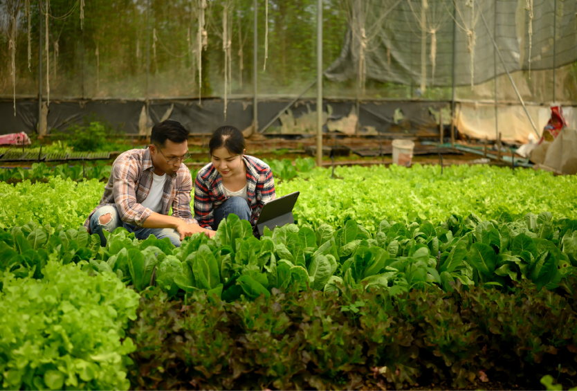 Phân tích dữ liệu trong nông nghiệp: Bắt đầu từ quyết định nào để giảm hao hụt và tăng giá trị đầu ra?