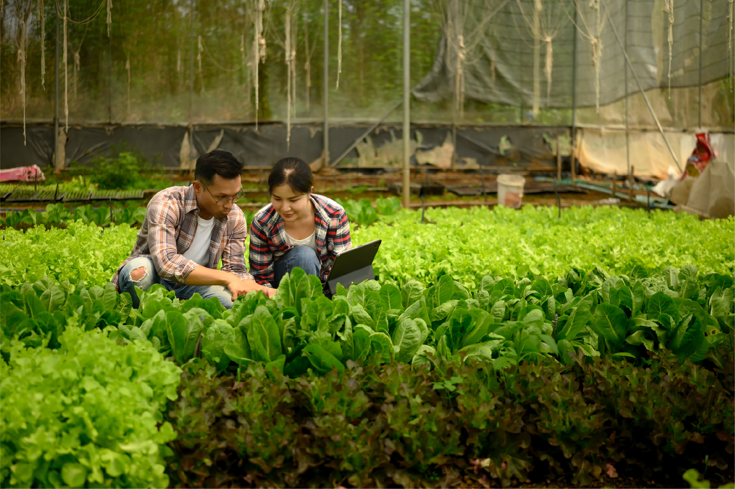 Phân tích dữ liệu trong nông nghiệp: 5 quyết định tối ưu giúp tăng giá trị đầu ra trong nông nghiệp